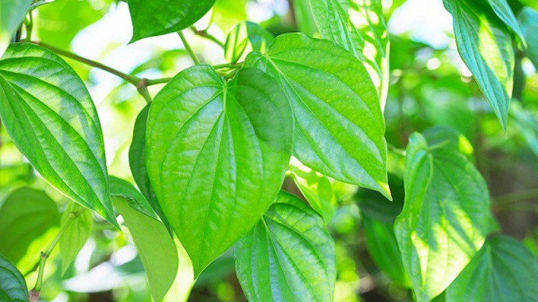 Bệnh nhân có thể dùng lá trầu không để chữa chàm da