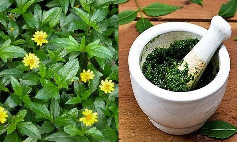 Bài thuốc đắp từ cây sài đất