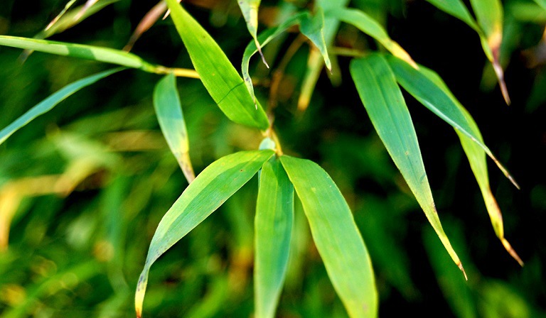 Sử dụng nước tắm đun từ lá tre
