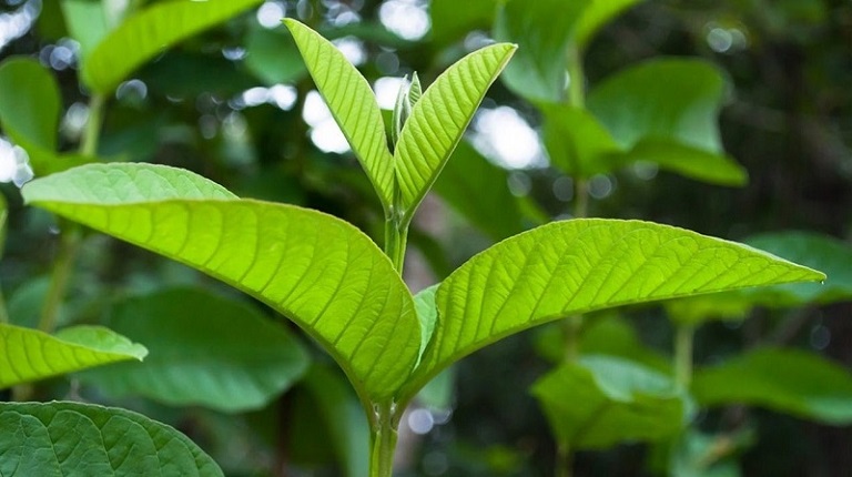 Đun nước tắm từ lá ổi trị viêm da cơ địa