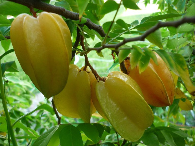 Chữa viêm da cơ địa trẻ em bằng lá khế