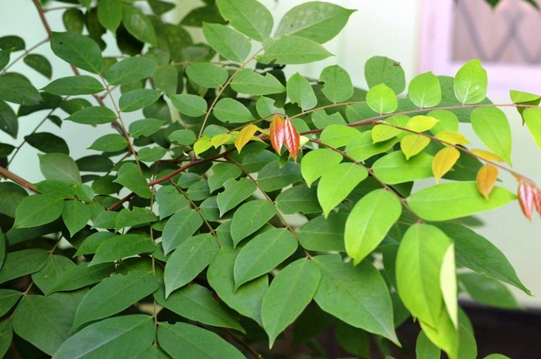 Có thể dùng lá khế để làm giảm triệu chứng của bệnh