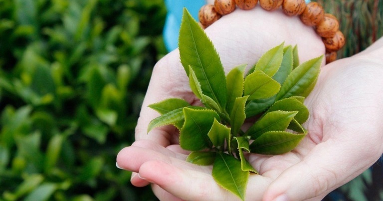 Tắm bằng lá chè xanh giảm ngứa ngáy do bệnh viêm da dị ứng gây nên