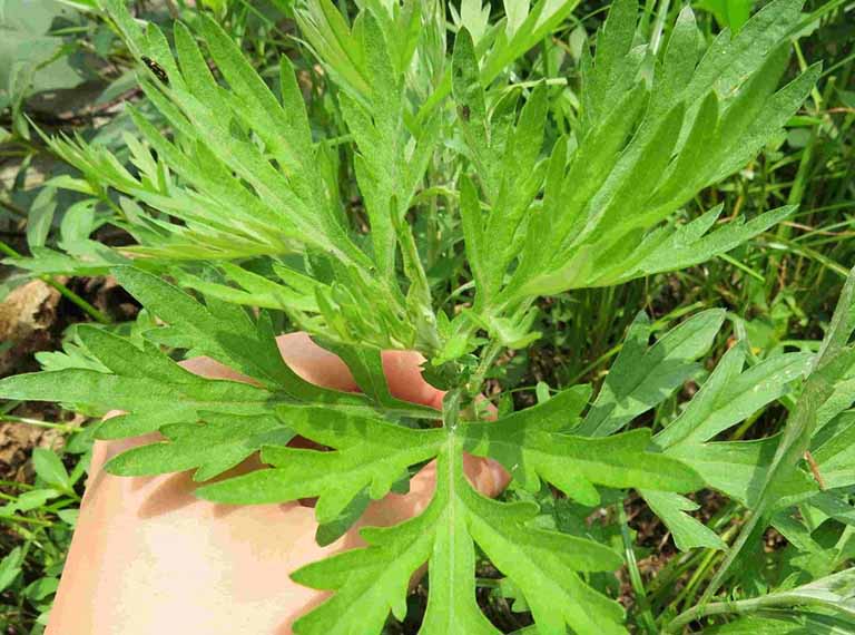 Uống nước sắc từ cây ngải dại chữa viêm da cơ địa
