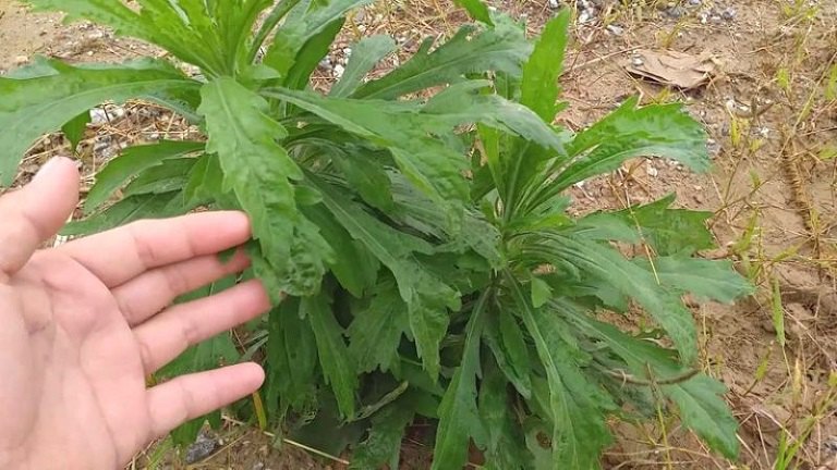 Cây ngải dại có hình dáng bên ngoài khá giống cây ngải cứu