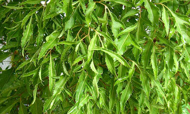 Bài thuốc chống khuẩn tiêu độc từ lá nam dương sâm