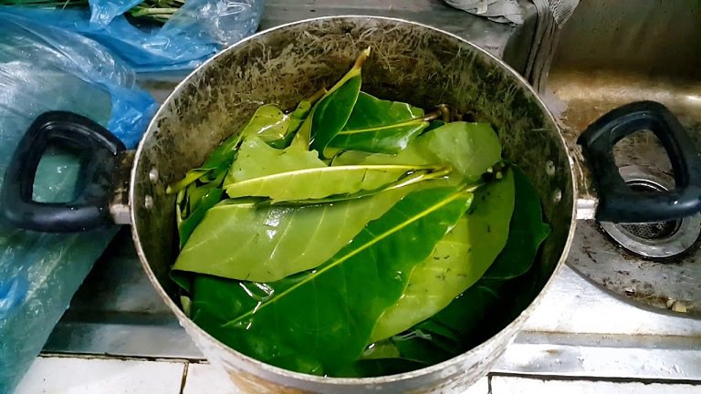 Dùng lá bàng đun nước tắm