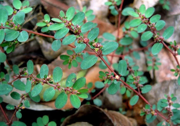 Đun nước tắm từ cây cỏ sữa