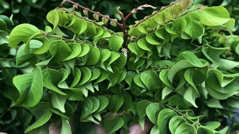 Lá khế cũng là một nguyên liệu có thể dùng để đun nước tắm trị viêm da dị ứng