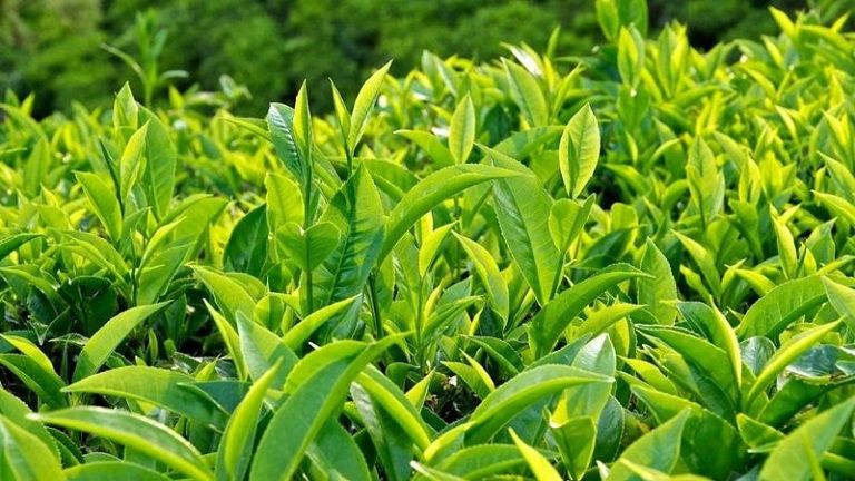 Lá trà xanh được biết đến là một loại lá có chứa nhiều chất chống oxy hóa