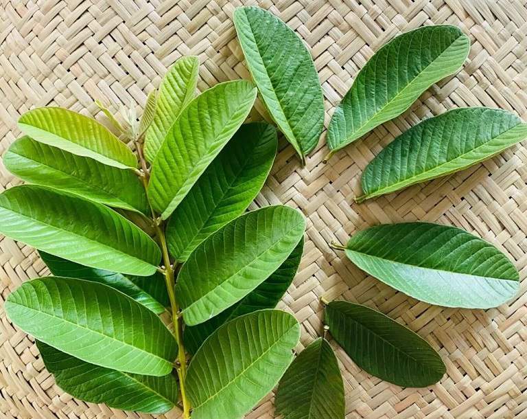 Lá ổi chữa viêm da dị ứng