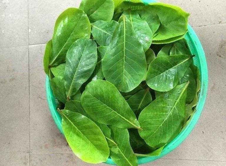 Một trong những loại lá tắm có khả năng điều trị bệnh viêm da dị ứng đó là lá bàng non