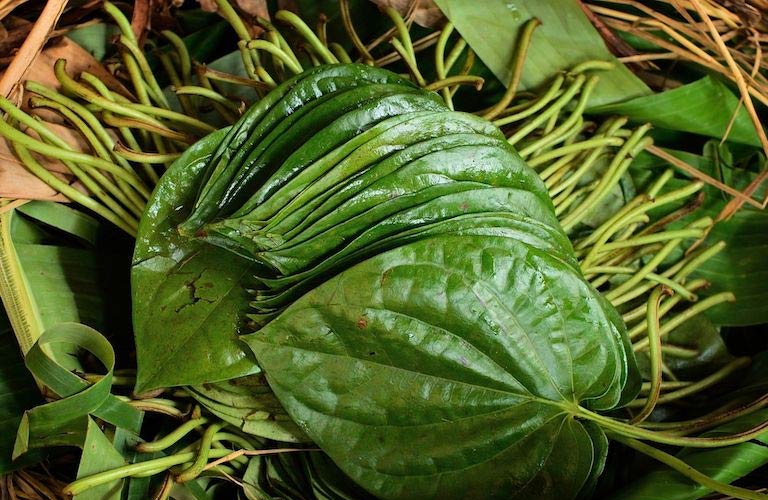 Dùng lá trầu không giảm nghẹt mũi và đau nhức xoang