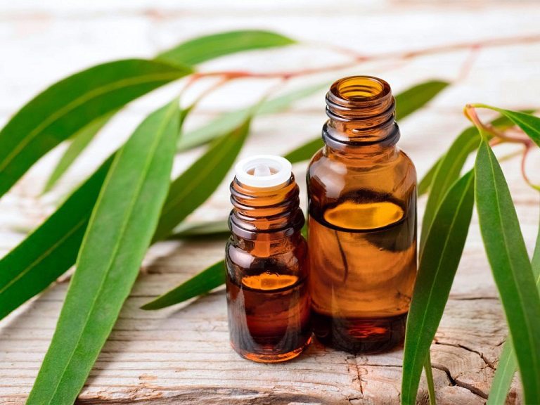 Tinh dầu khuynh diệp giúp cải thiện tình trạng khó chịu tại xoang mũi